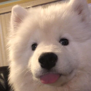 pimchx profile image