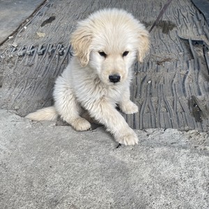 야금공듀 profile image