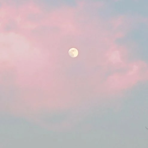 푸른붉은여우 profile image