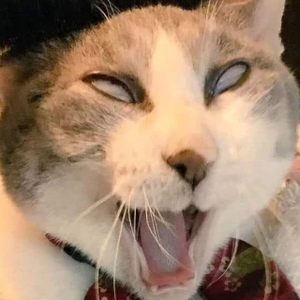 hopeoicamnay profile image