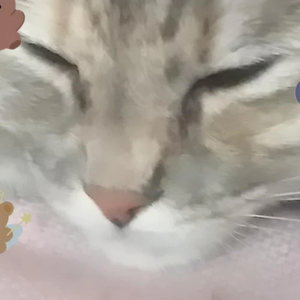 Asahivivi profile image