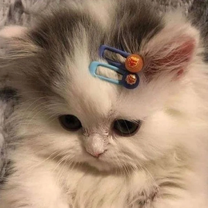 보라안개꽃 profile image