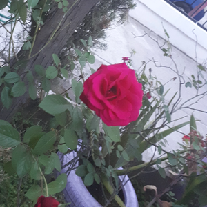 ogyramrez profile image