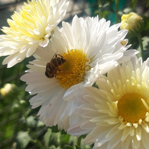 Blissfulblacktan profile image