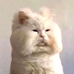 고양창석 profile image