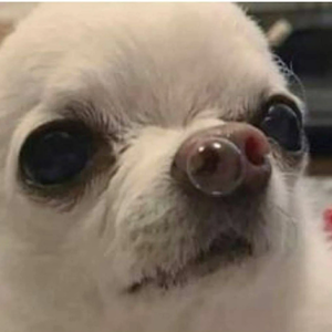 돌송송 profile image