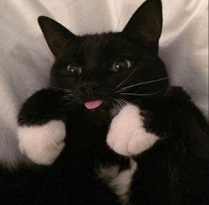 냐뇽 profile image