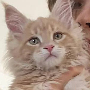 에이시바부 profile image