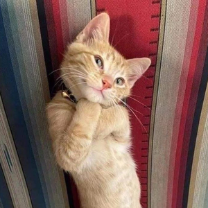 ForOSW profile image