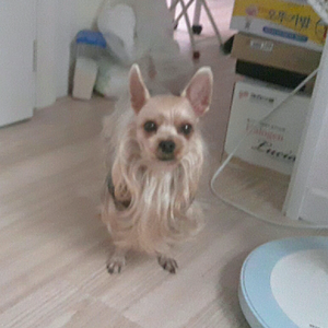 하월령 profile image