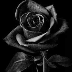 변민허 profile image