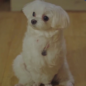 『멜로디』 profile image