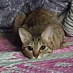 apearl profile image