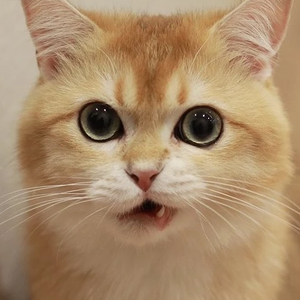 Yixact12 profile image