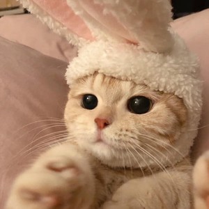 뇽냥닝뇽냉뇽 profile image