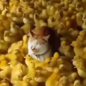 머리카락건다 profile image