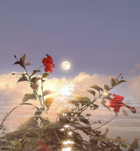 花가람 profile image