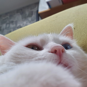 에비뉴아미공동계임 profile image