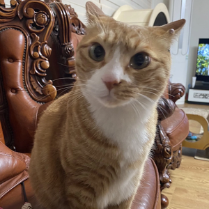 hynjitboy profile image