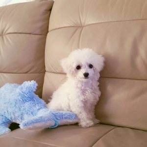 흰쌀주먹밥쿵야 profile image