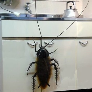 바퀴벌래 profile image