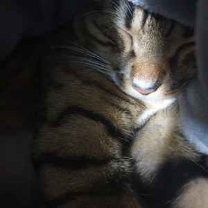 끄댕이 profile image