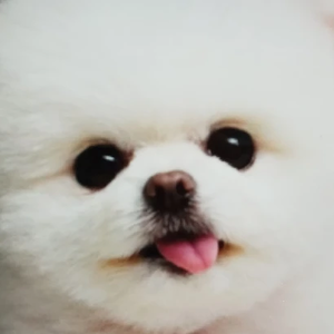 ARMY찌요 profile image