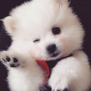 파랑깅 profile image