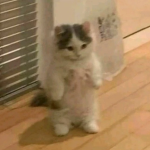 차설 profile image