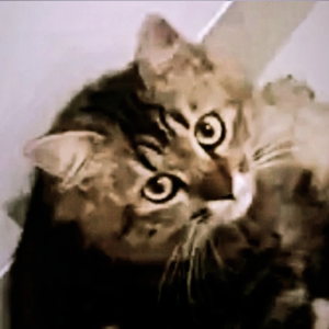 SayangKucingku profile image