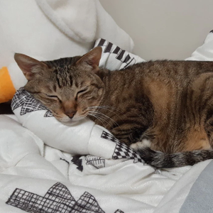 RockyCat profile image