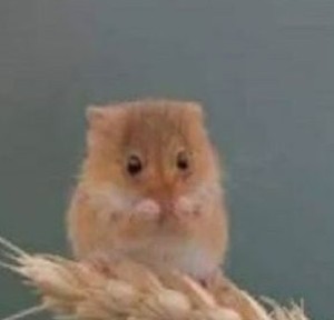 램이 profile image