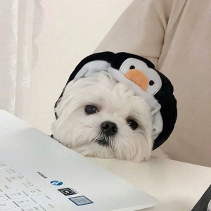 뫃뫃 profile image