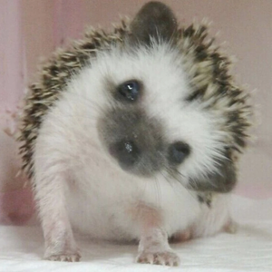 햄브기 profile image