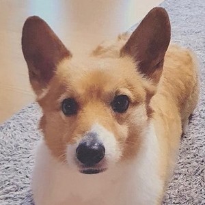 큥이만두 profile image