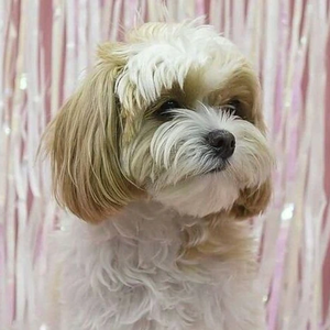 ASCHERE晚霞34 profile image