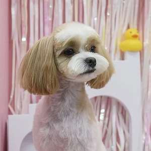 ASCHERE晚霞39 profile image