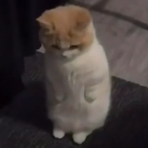 소심한고냥이 profile image