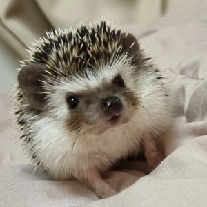 odiodiodi profile image