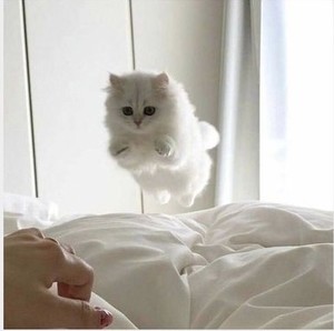 깜냥이 profile image