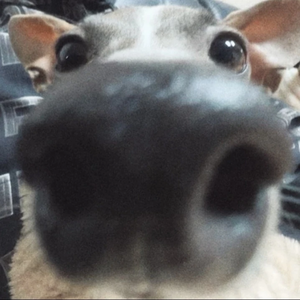 ᵀᴹsmfstrange profile image