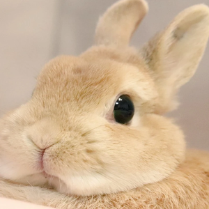 우이왔당 profile image