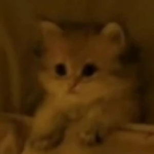 뇹뇸뇸 profile image