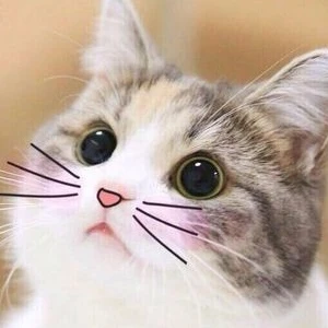 ambermooncat profile image