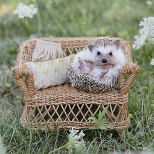 살찐고슴도치 profile image