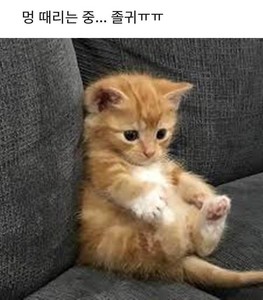 돌맹 profile image