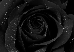 Thv001 profile image