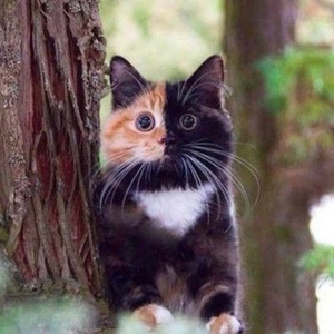 ebb5d177d06de7704cb650bd7f5bad5b profile image