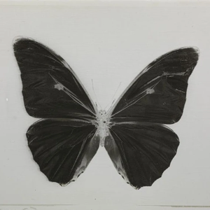 검은나비 profile image