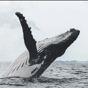 MIN9311 profile image